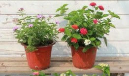 过年八卦爆料视频大全最新,过年八卦爆料视频大全盘点