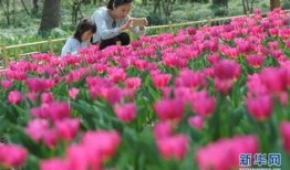 春暖花开最新爆料,揭秘最新爆料背后的精彩故事