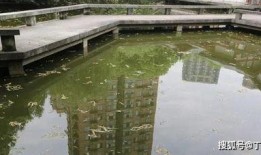 小区爆料家暴事件案例最新,邻里见证的痛苦瞬间