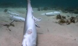 鲨鱼最新爆料视频大全,揭秘海洋深处的神秘世界